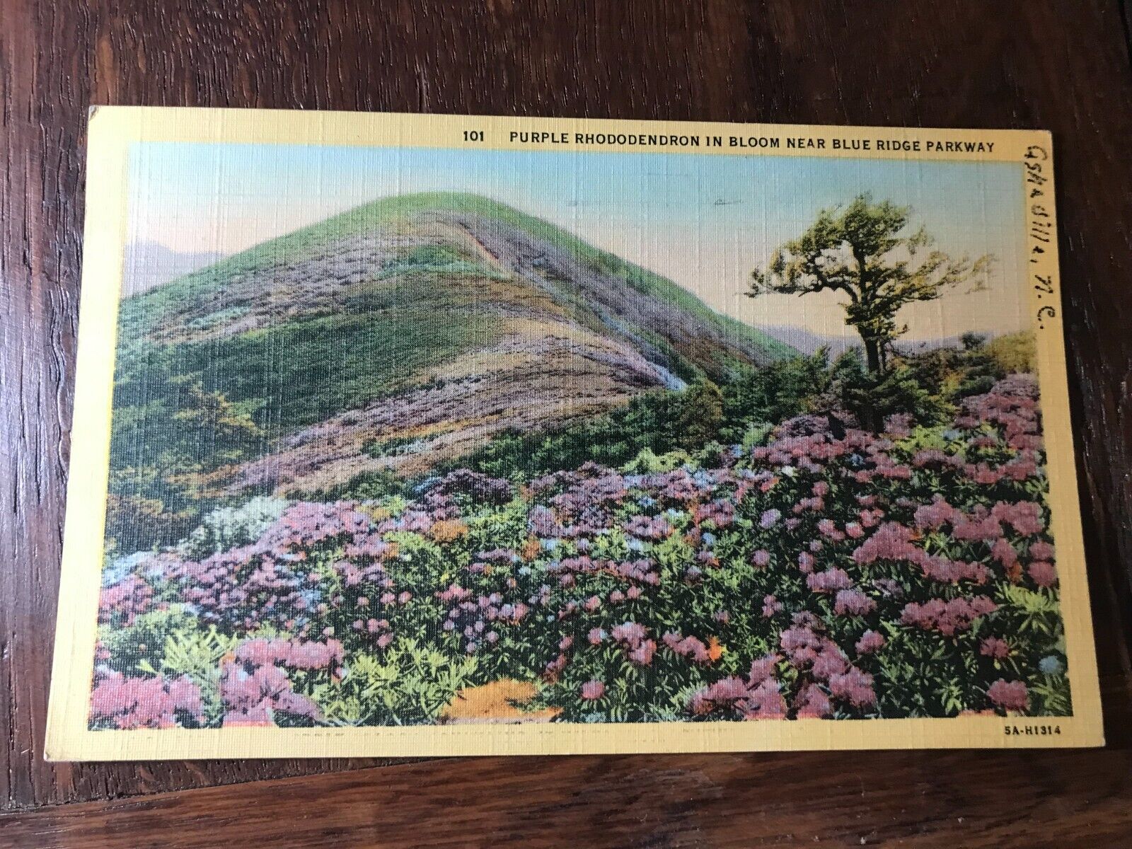 Purple Rhododendron in Bloom near Blue Ridge Parkway Postcard Asheville NC