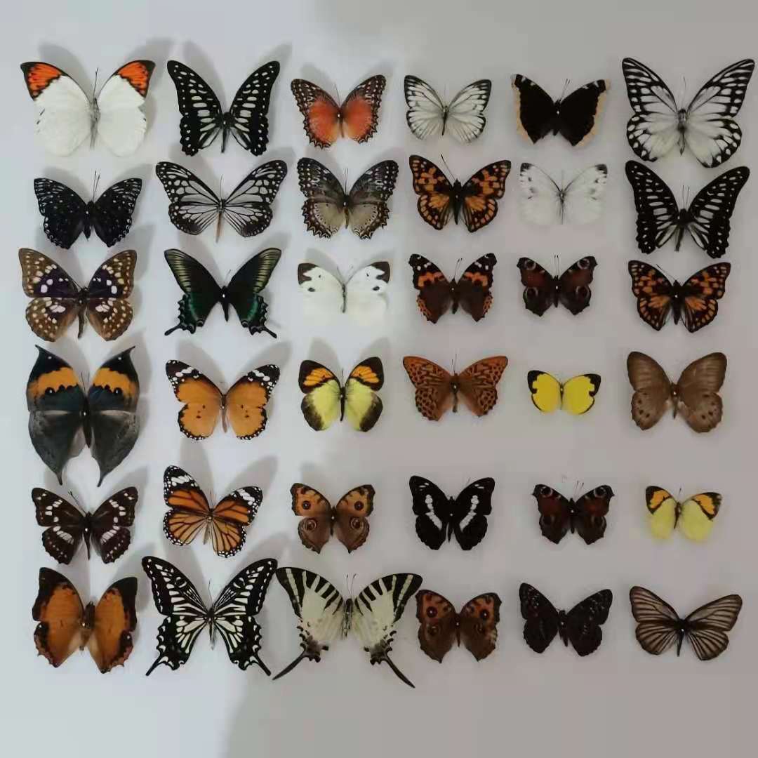 20pcs (Butterfly species with no duplicates) ​natural Real Butterflies Specimen