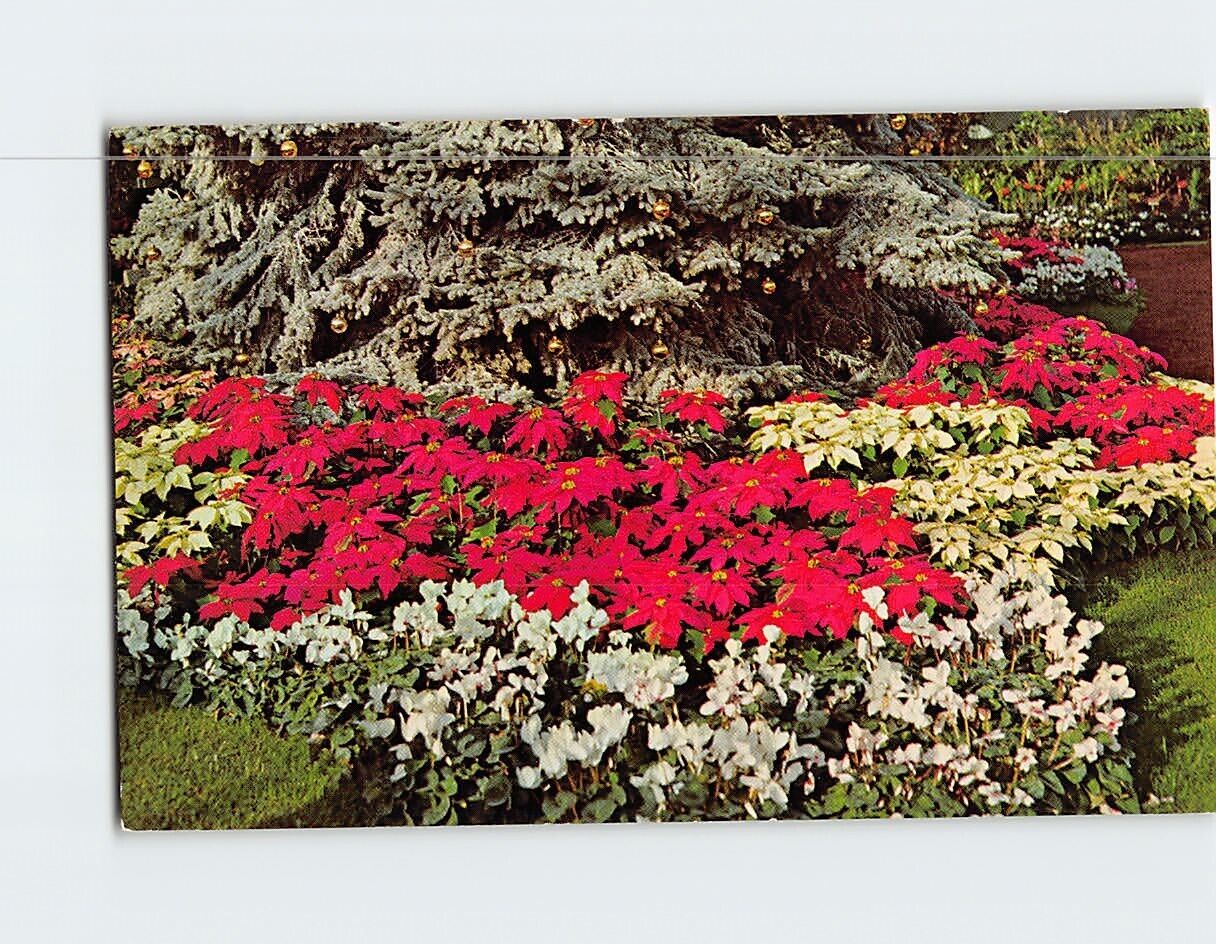 Postcard White & Red Poinsettias Mitchell Park Milwaukee Wisconsin USA