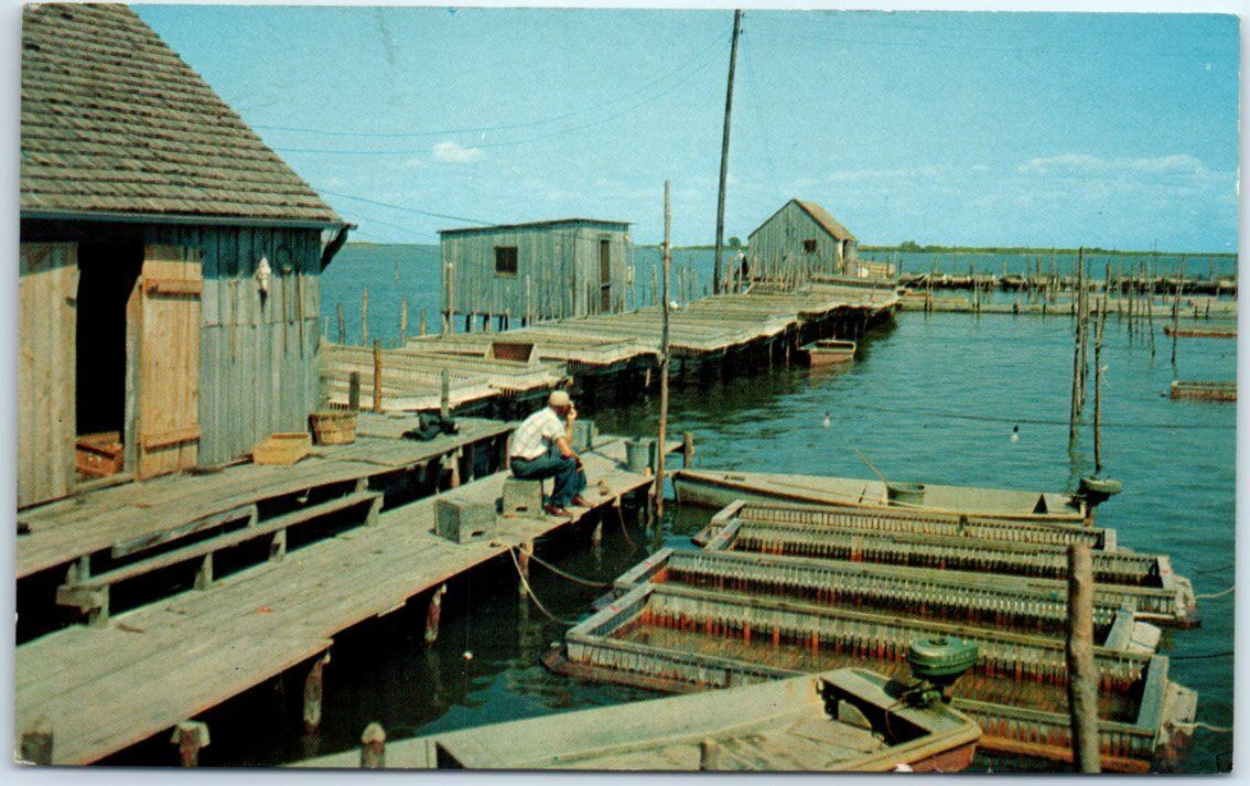 Postcard - Crab Floats and Shanty, Chesapeake Bay - Maryland