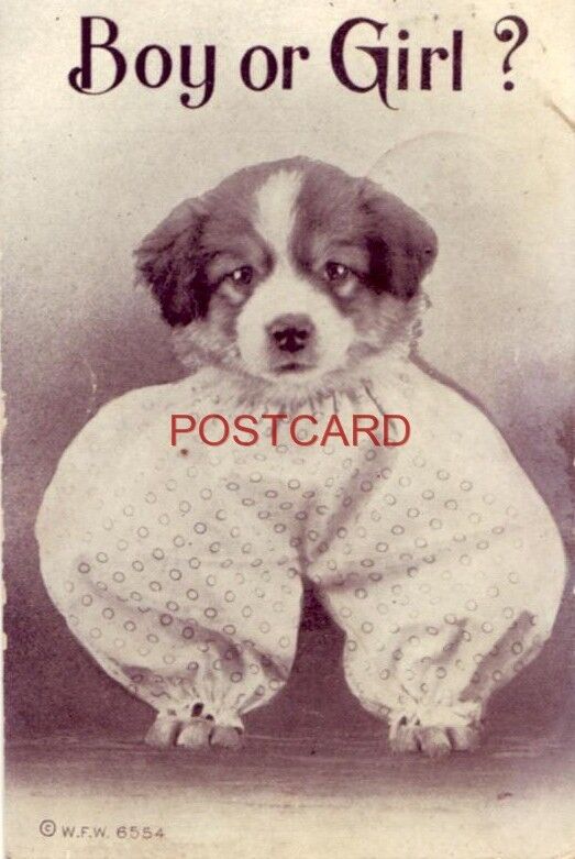 1910 BOY OR GIRL? puppy in pajamas