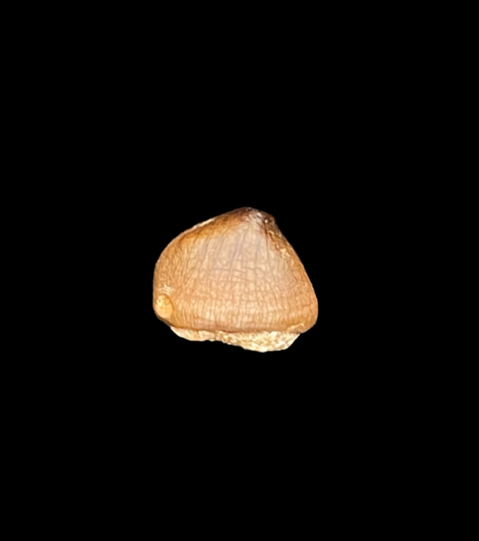Extra rare Carinodens belgicus Tooth: A Prehistoric Predator\'s Relic