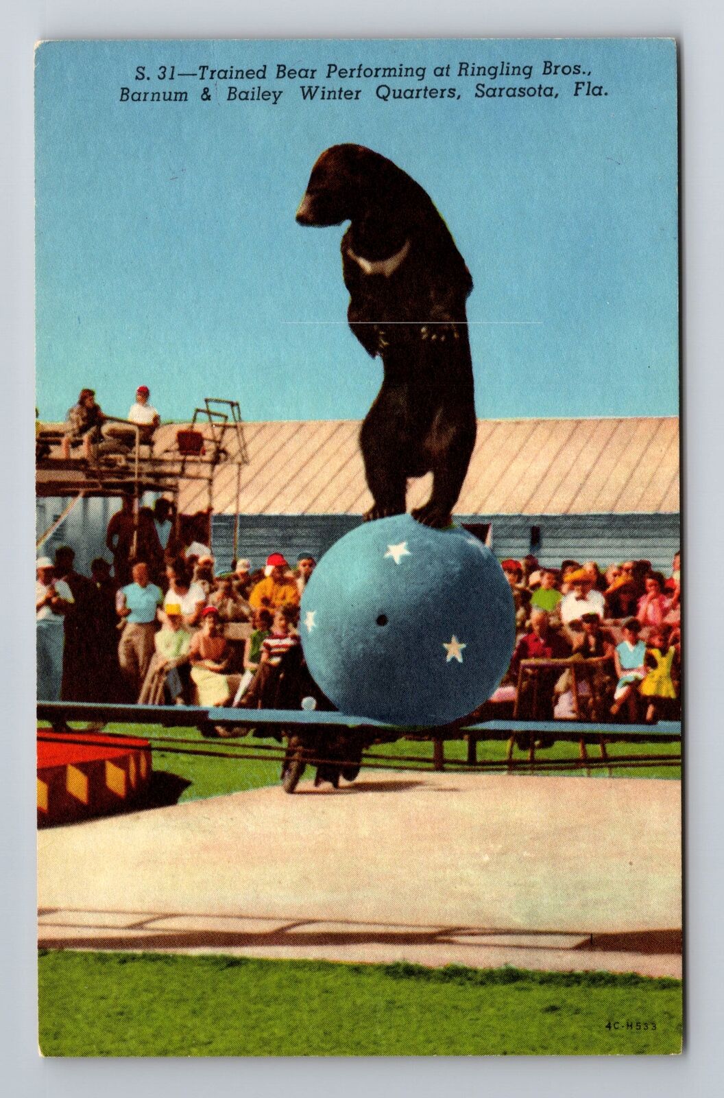 Sarasota FL-Florida, Bear Performing Ringling Bros Winter Home, Vintage Postcard
