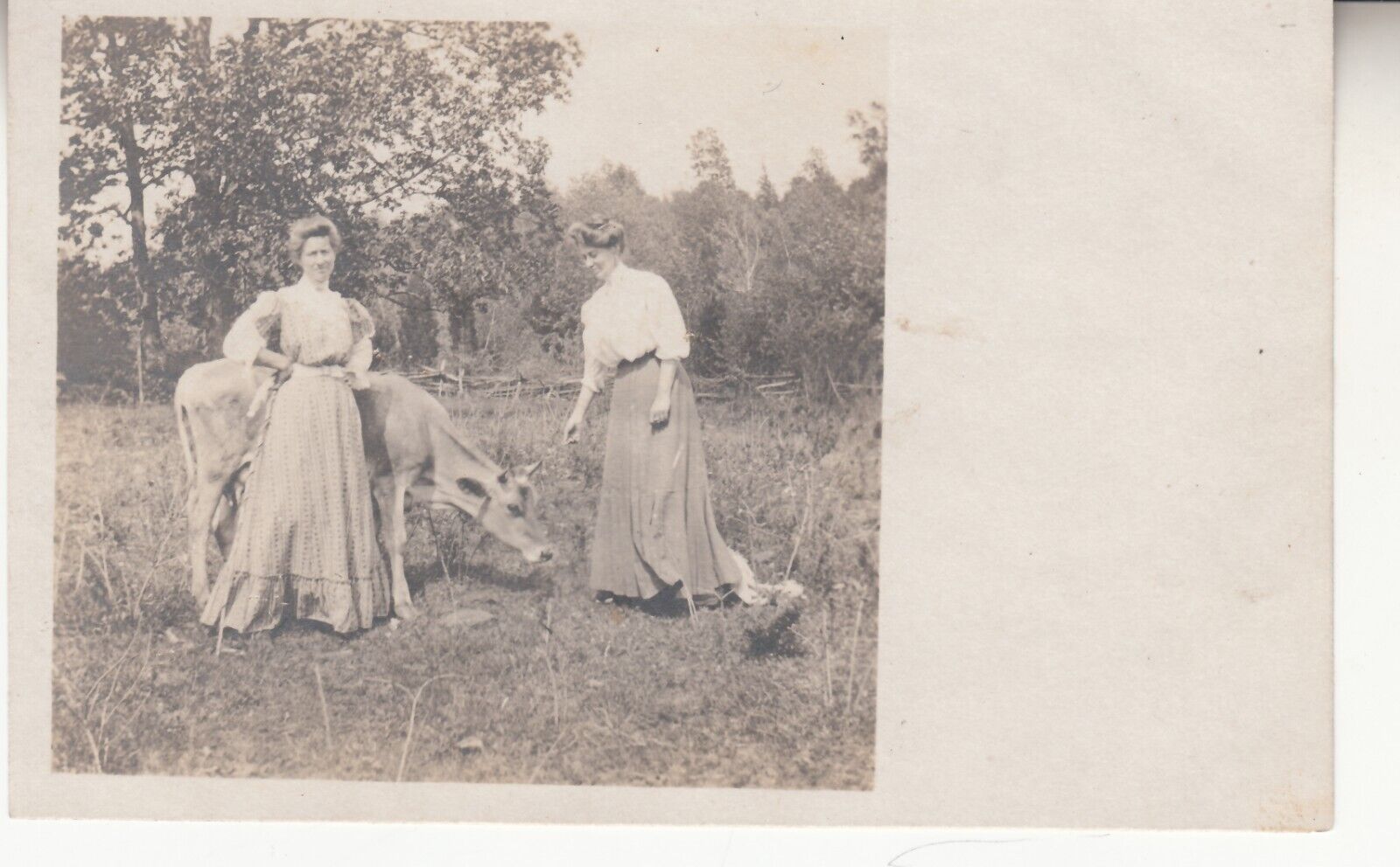 Two women with a cow, pasture. RPPC photo postcard 1900s