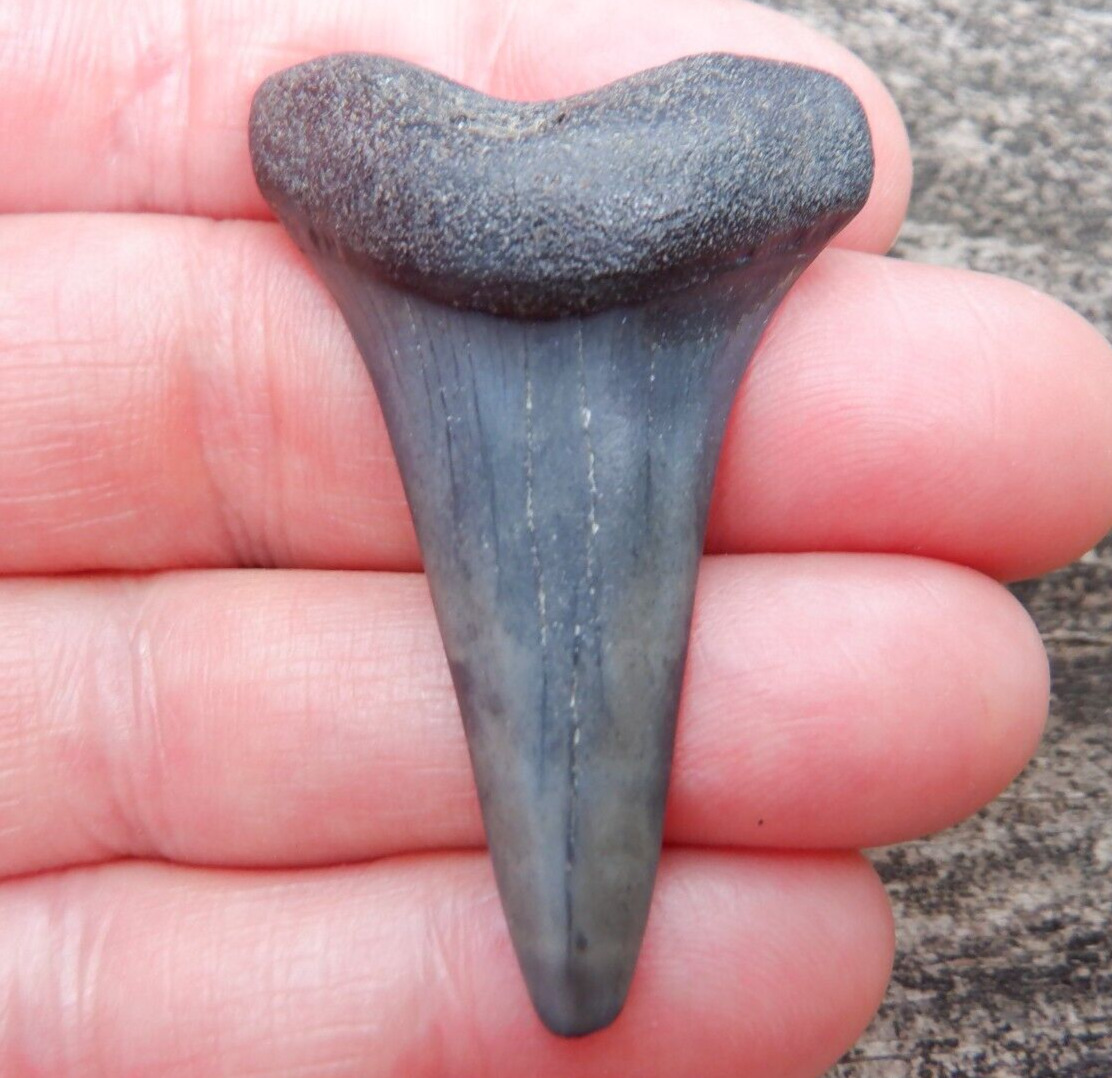 Rare Lower EXTINCT GREAT WHITE Hastalis Mako Fossil Shark Tooth SC necklace m76