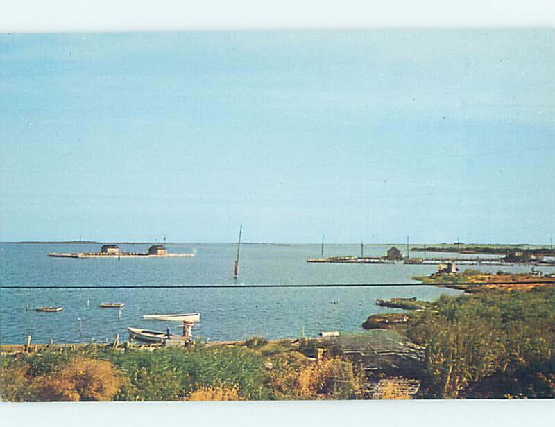 Pre-1980 NATURE SCENE Smith Island - Near Ewell & Crisfield Maryland MD AD3911
