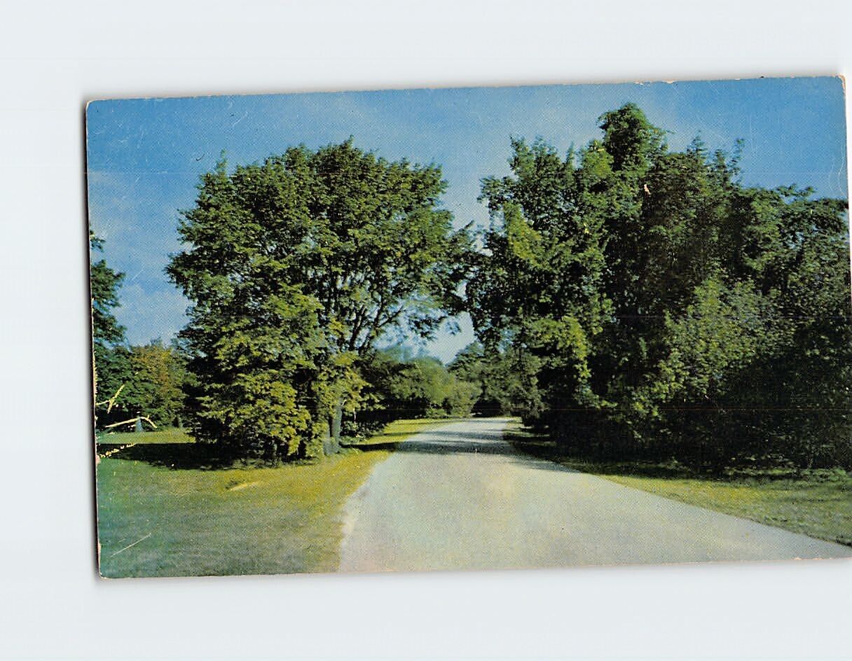 Postcard Road Trees Landscape Scenery