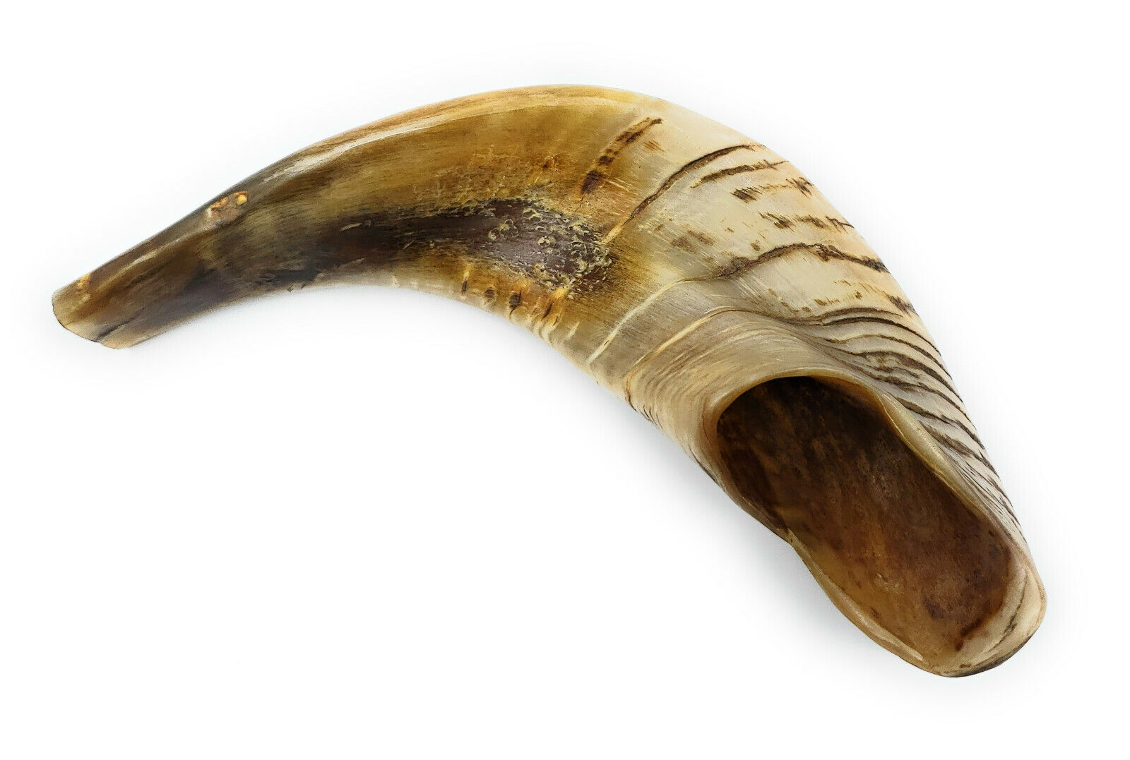 Traditional Natural Shofar Ram\'s Horn From Israel Certified Kosher (13-15 Inch)