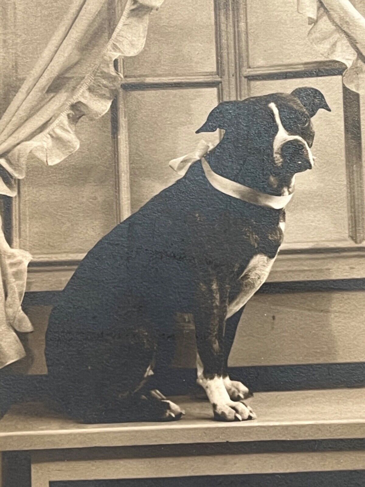 Madison Nebraska Amazing Dog Professional Studio Antique Photograph c1910