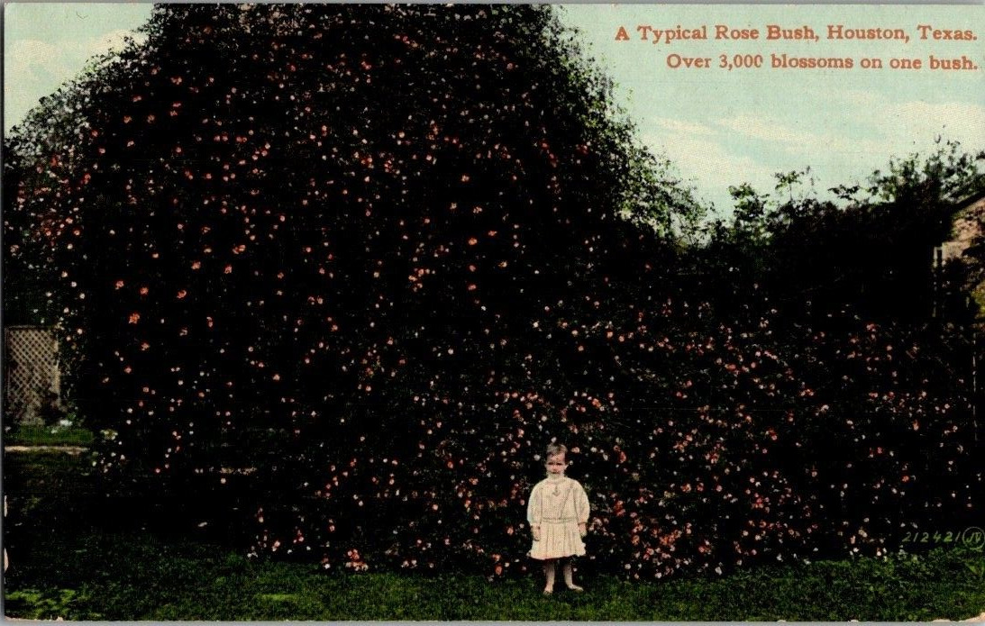 1908. HOUSTON, TEXAS. TYPICAL ROSE BUSH.  POSTCARD DB41