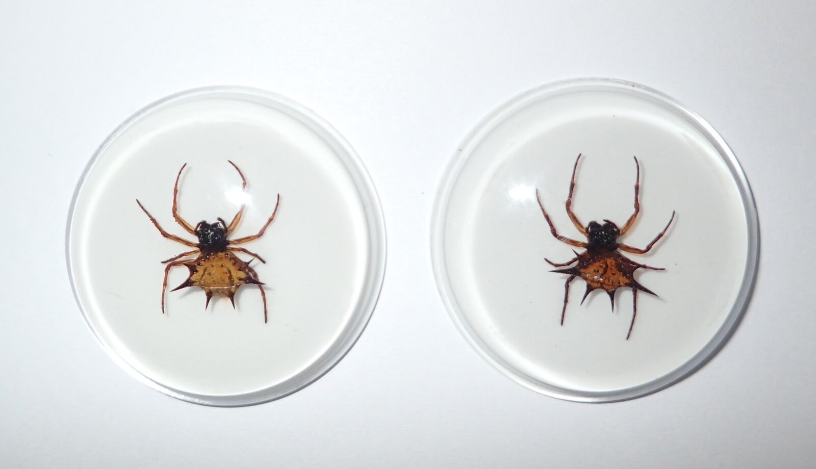 Insect Cabochon Spiny Spider Round 38.5 mm inner 35 mm on white 2 pieces Lot
