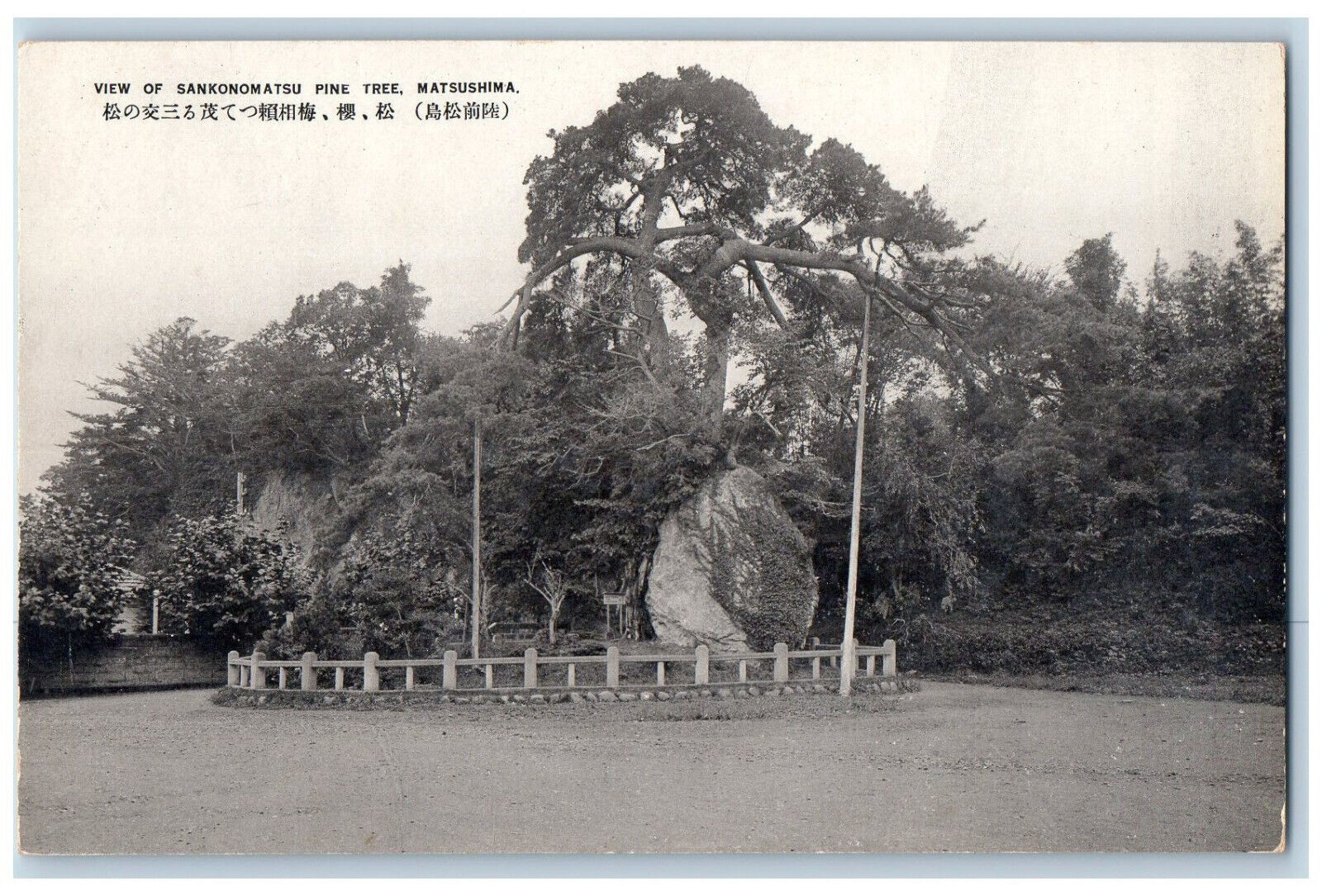 Matsushima Japan Postcard View of Sankonomatsu Pine Tree c1910 Antique