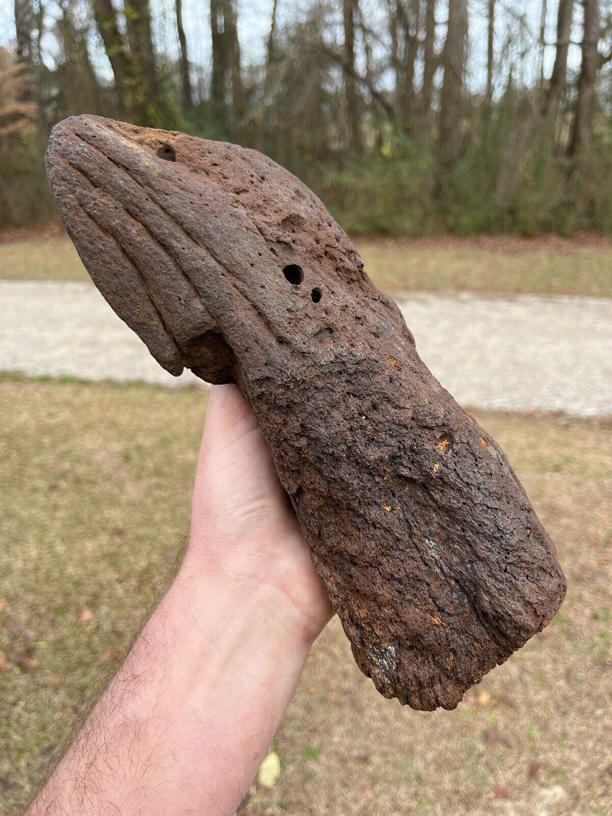 1 Massive Authentic / Real / Extinct /Fossilized Whale Rib Bone, NOT MODERN