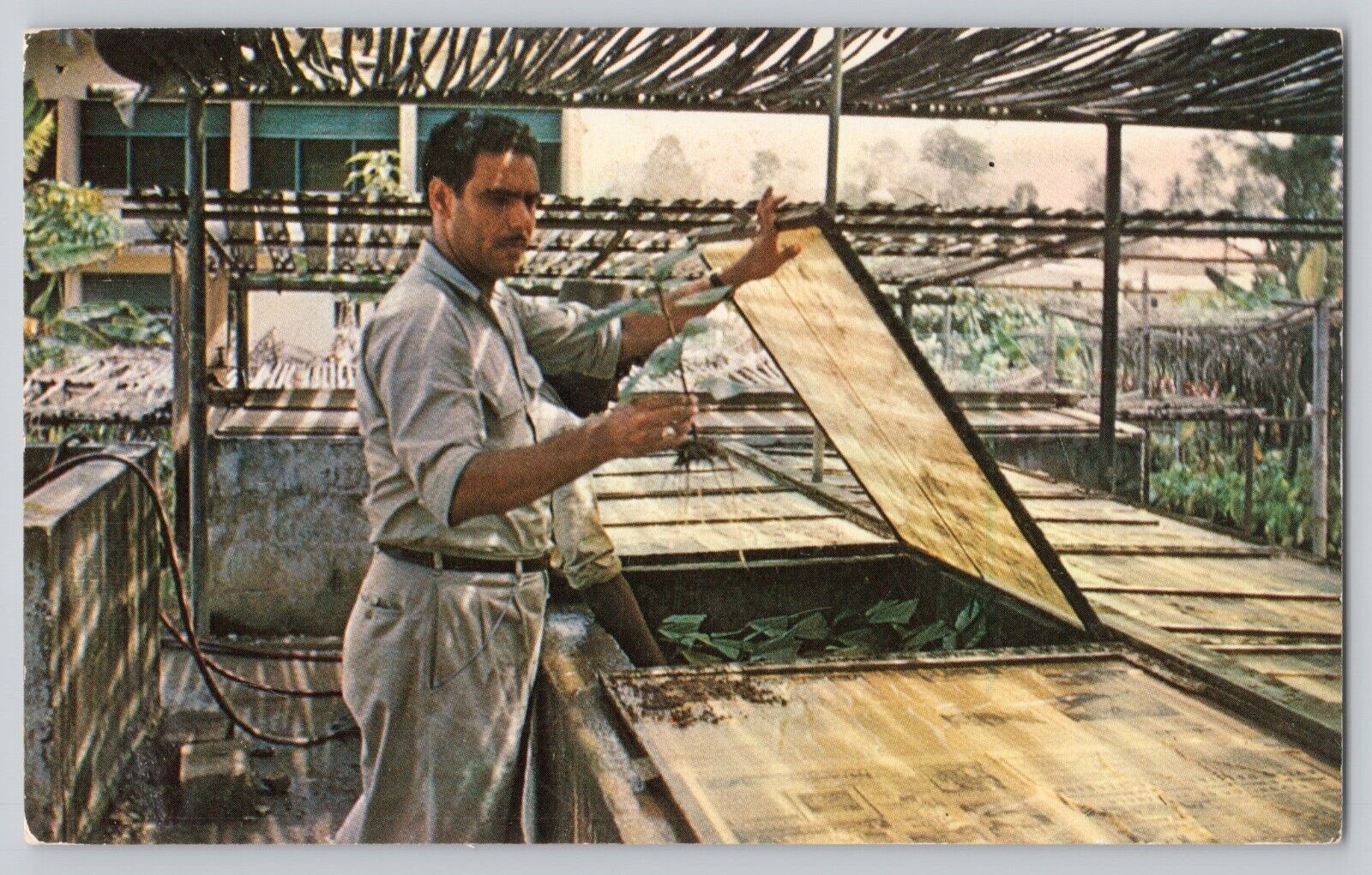 The Benjamin P Forbes Company Advertising Postcard Propagating Cacao Trees