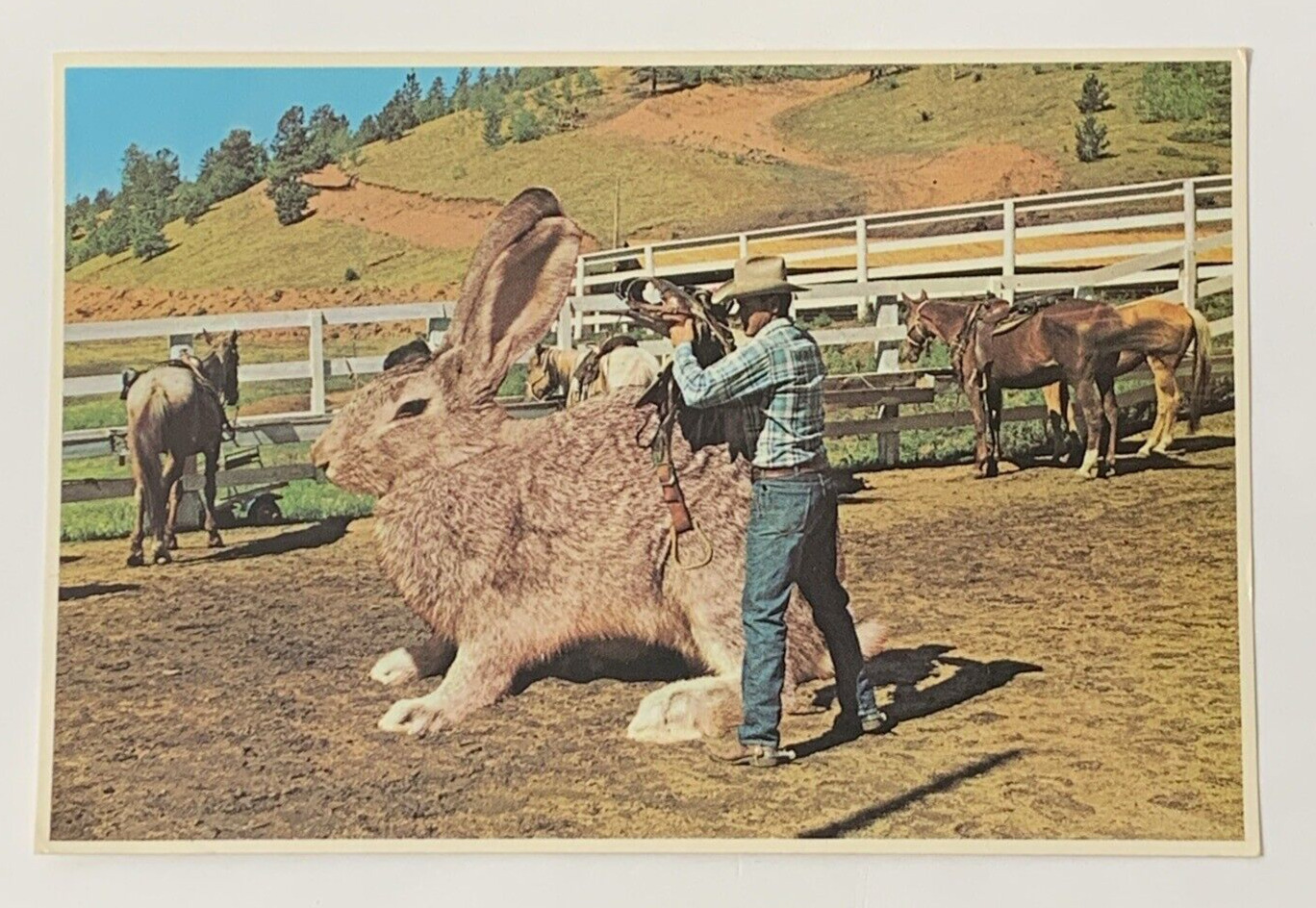 Saddling Up Big Jack Rabbit Postcard Unposted