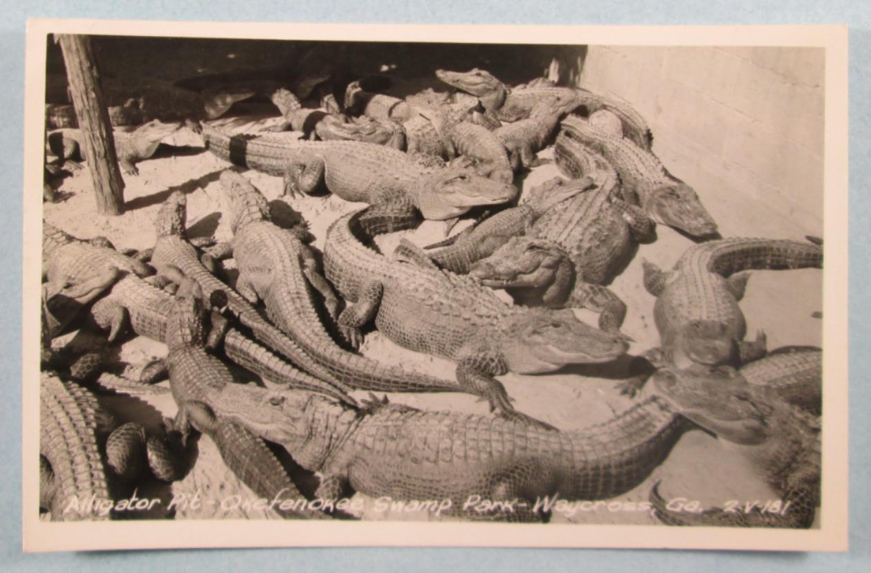 RPPC Alligator Pit, Okefenokee Swamp Park, Waycross GA Georgia Postcard (#4143)