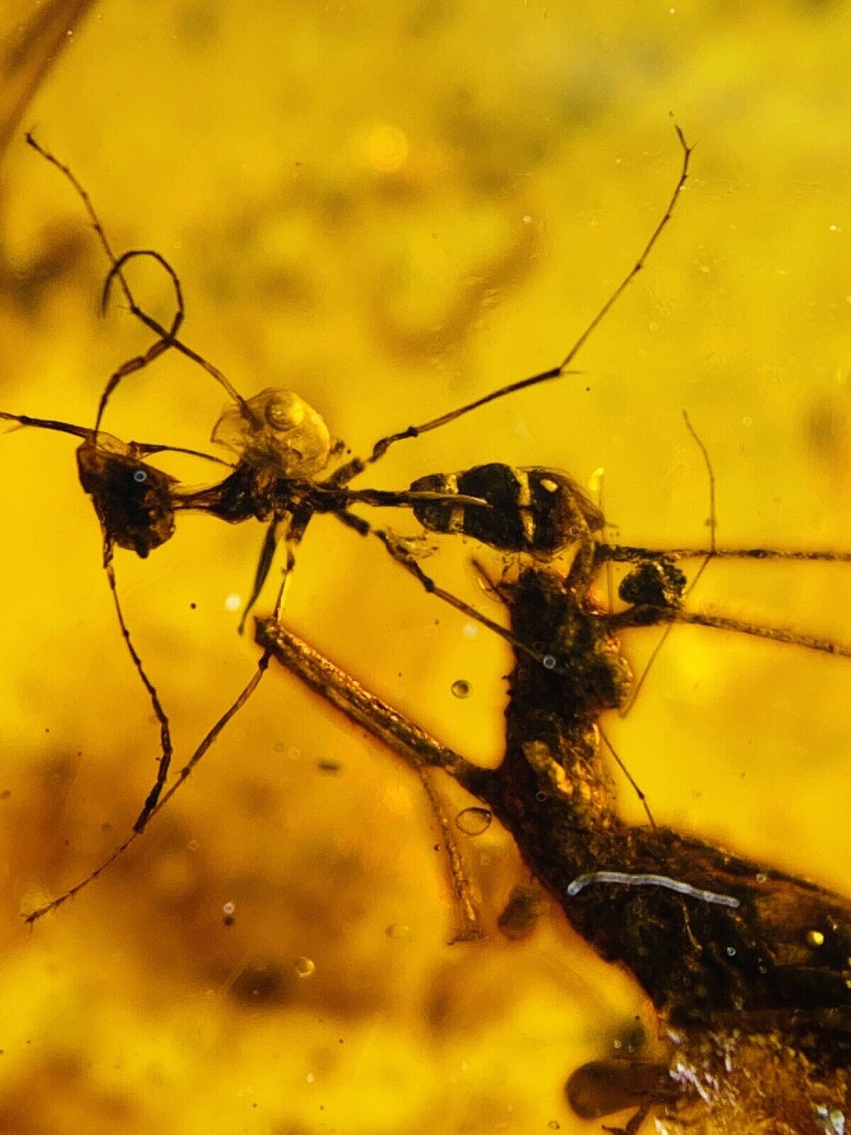 Big ant 🐜  burmite Cretaceous Amber fossil dinosaurs era