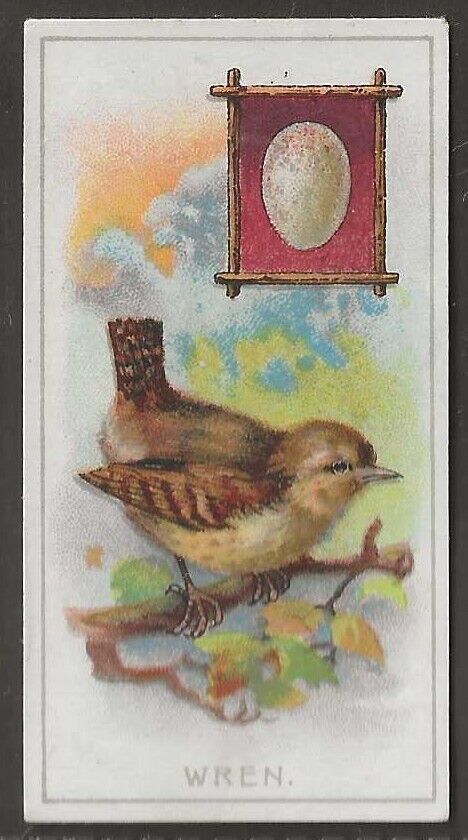 CHOCOLAT DE VILLARS-BRITISH BIRDS & THEIR EGGS 1926-#22- WREN