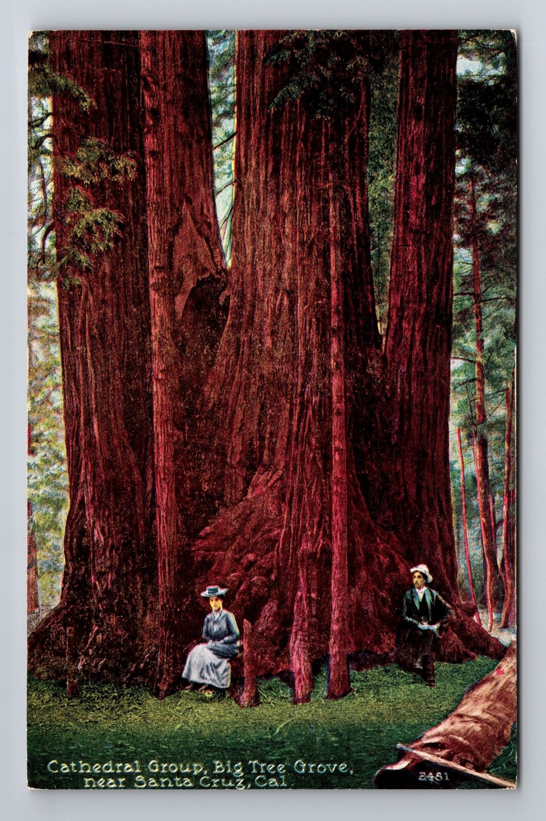 Santa Cruz CA-California, Cathedral Group, Big Tree Group Vintage Postcard