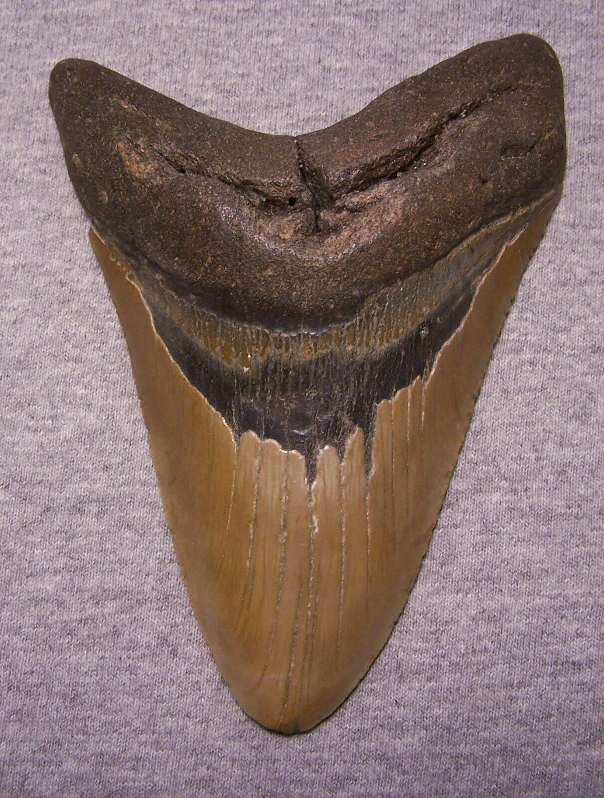 MEGALODON Shark Tooth 5 5/8\