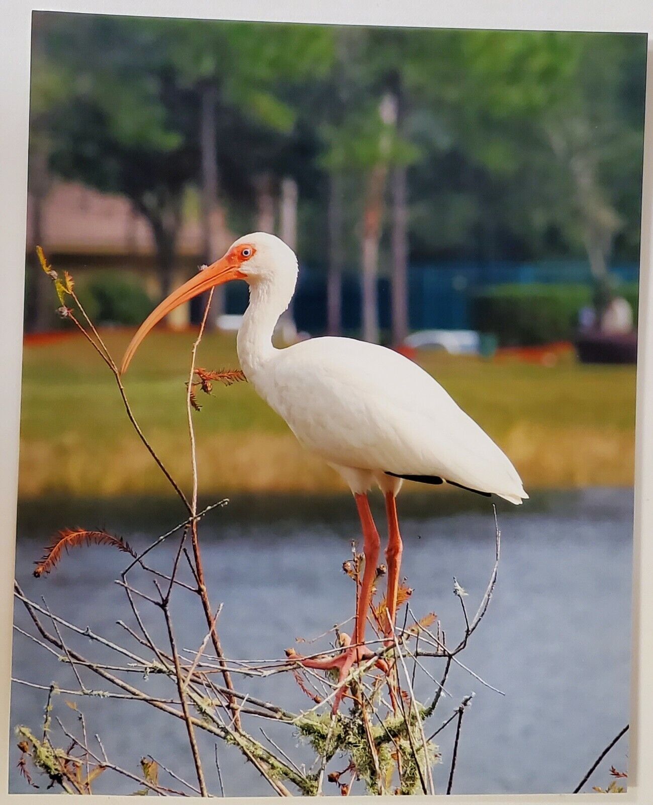 8x10 image of white IBIS ready to mat & or frame