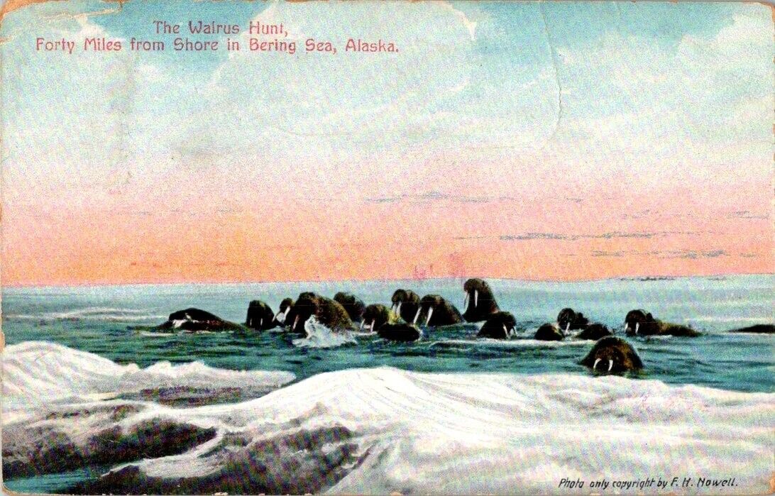 Vintage Walrus Bering Sea Nome Alaska Divided Back Postcard posted 1909