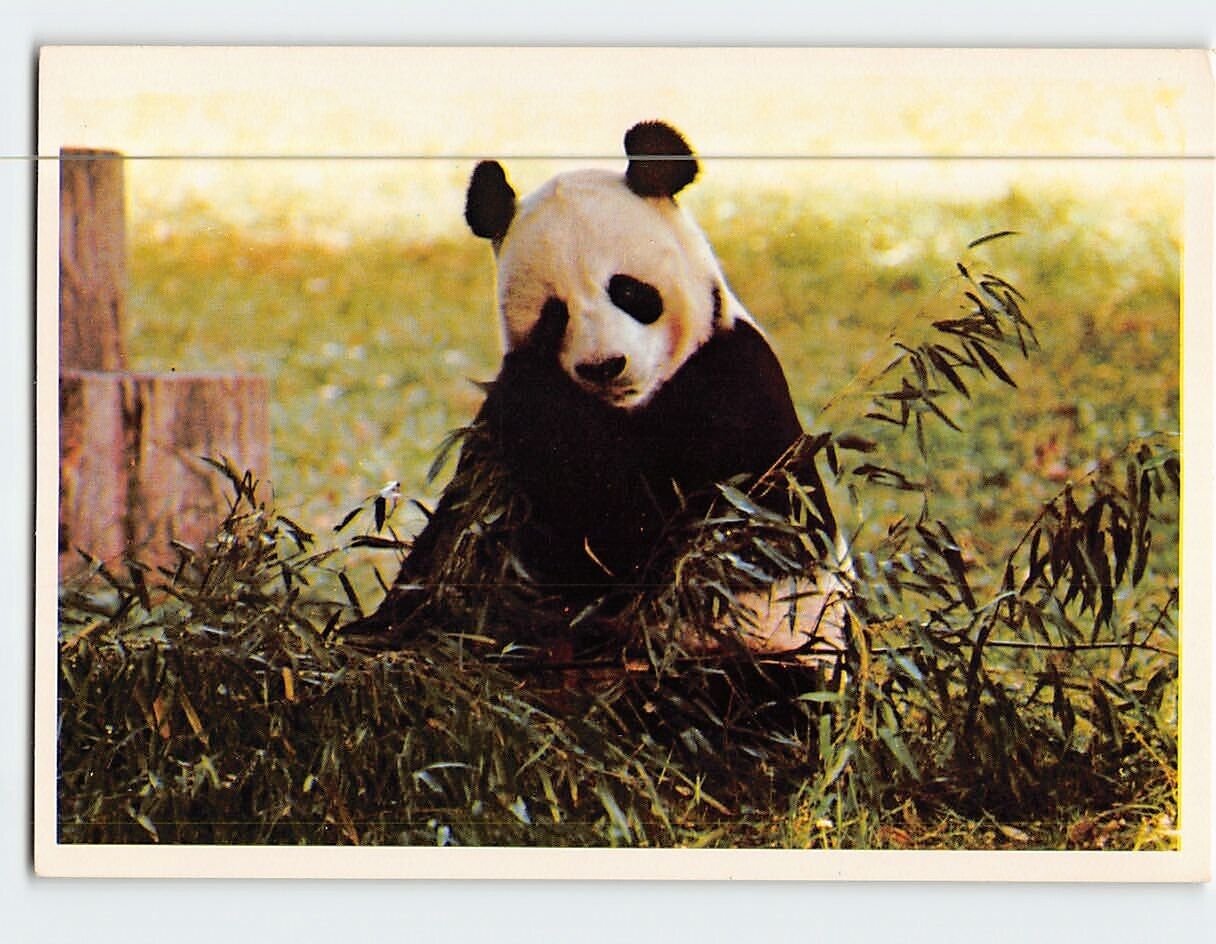 Postcard Giant Panda Washington National Zoo Washington DC USA