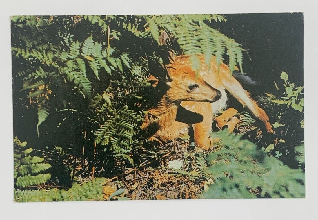 Our Little Fawn has Found a Cozy spot in the sun Ontario Canada Postcard Posted