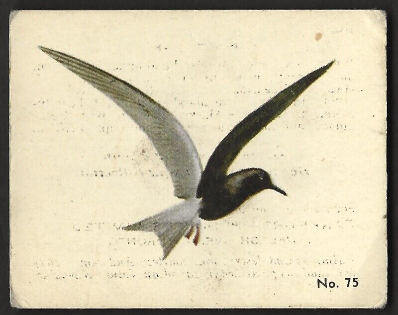 1952 BLACK TERN Card PARKHURST Gum V339-2 Audubon BIRDS Canadian #75 Bird Cards