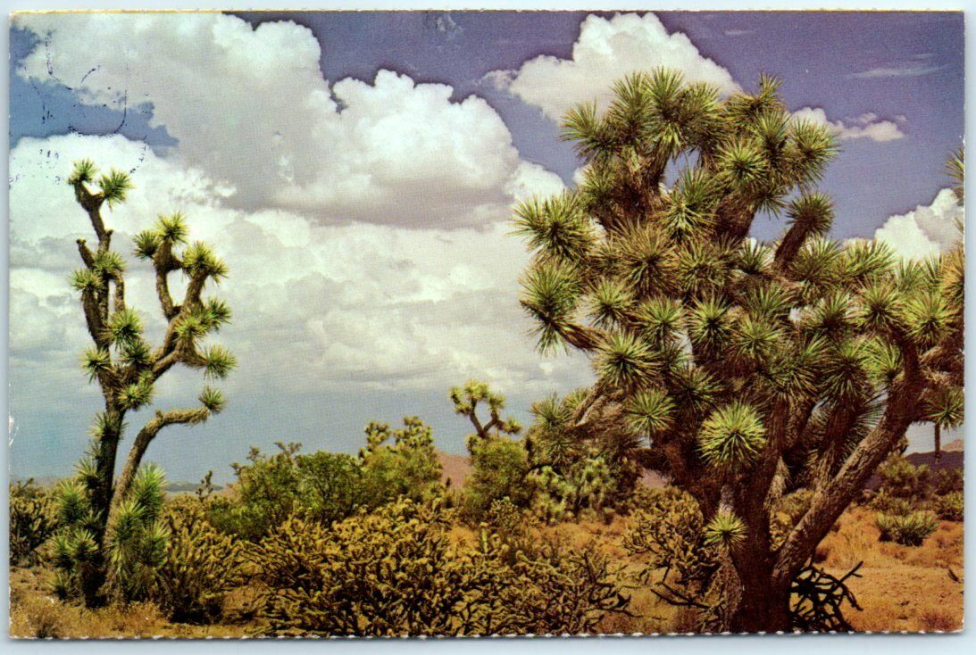 Postcard - Joshua Trees