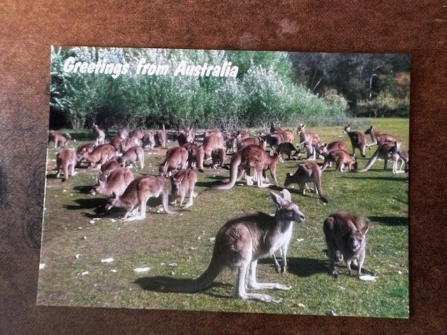 Postcard: Greetings from Australia, Kangaroos, photochrome, unposted