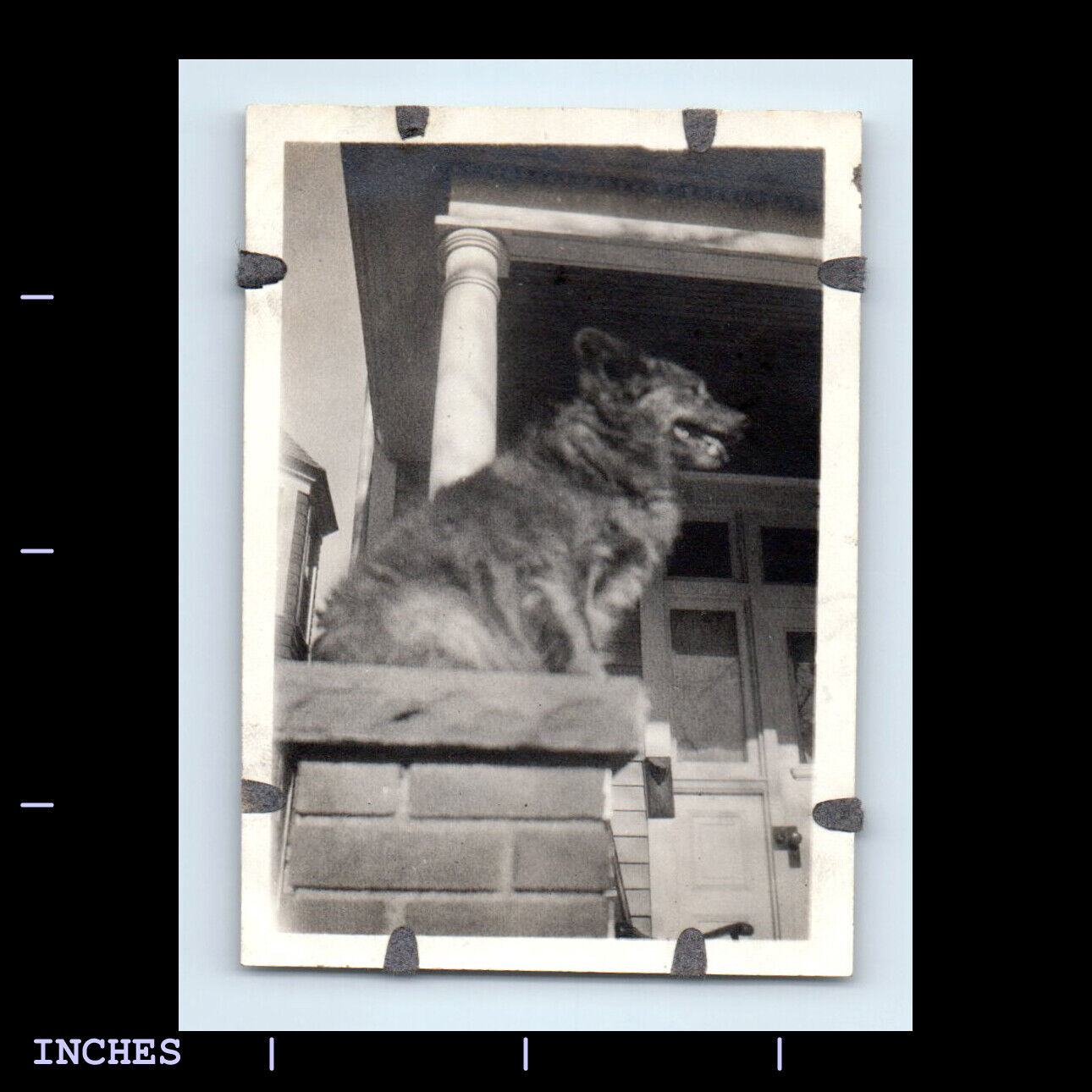 Old Vintage Photo DOG SITTING OUTSIDE HOUSE