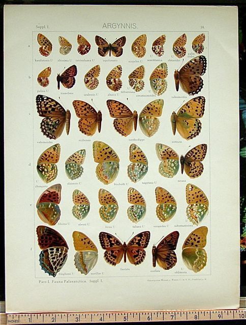 RARE Seitz 1912 FRITILLARY BRUSH-FOOTED Butterflies OUTSTANDING COLOR PLATE P14