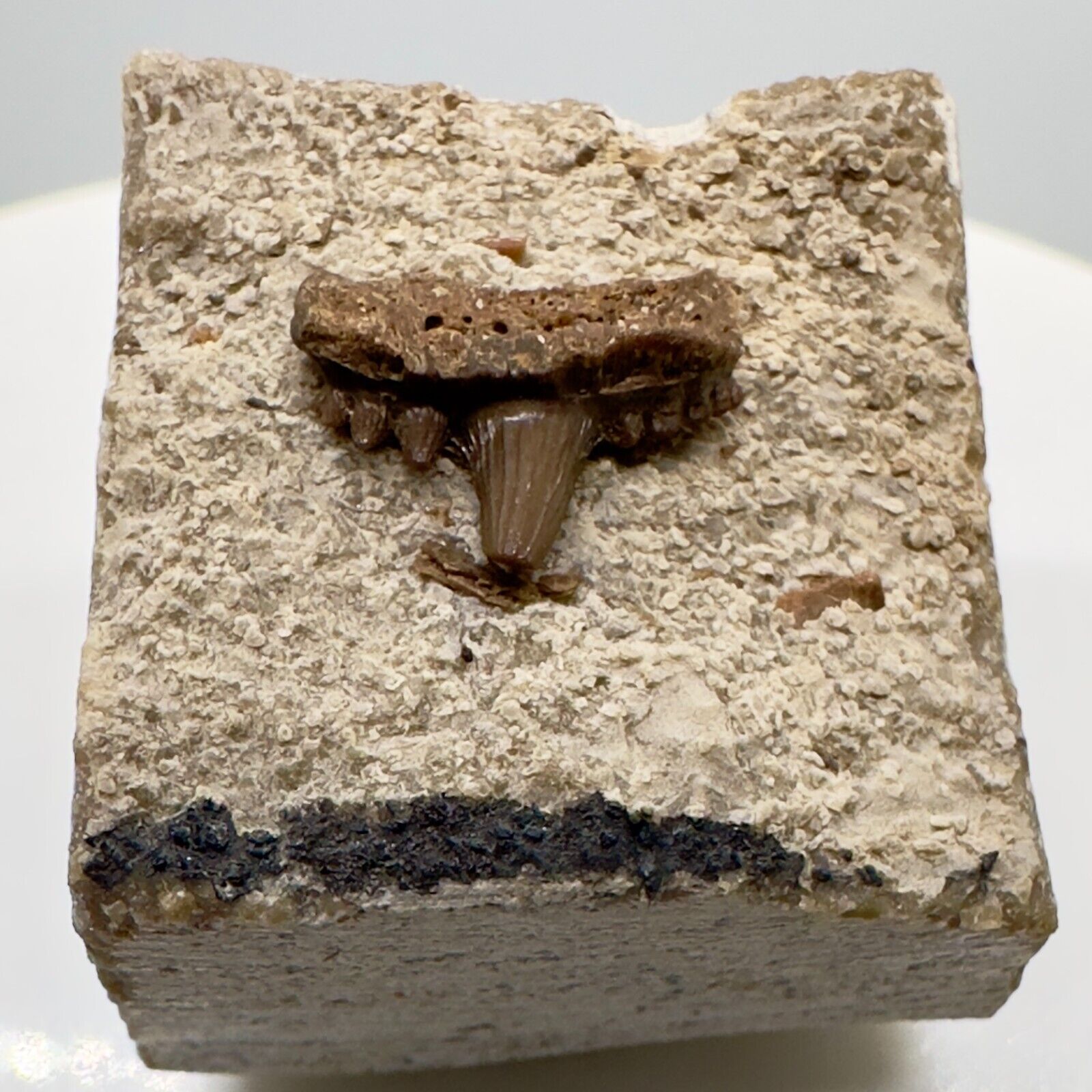 Rare in matrix Fossil Hybodus longiconus shark tooth- Wallmerhausen, Germany