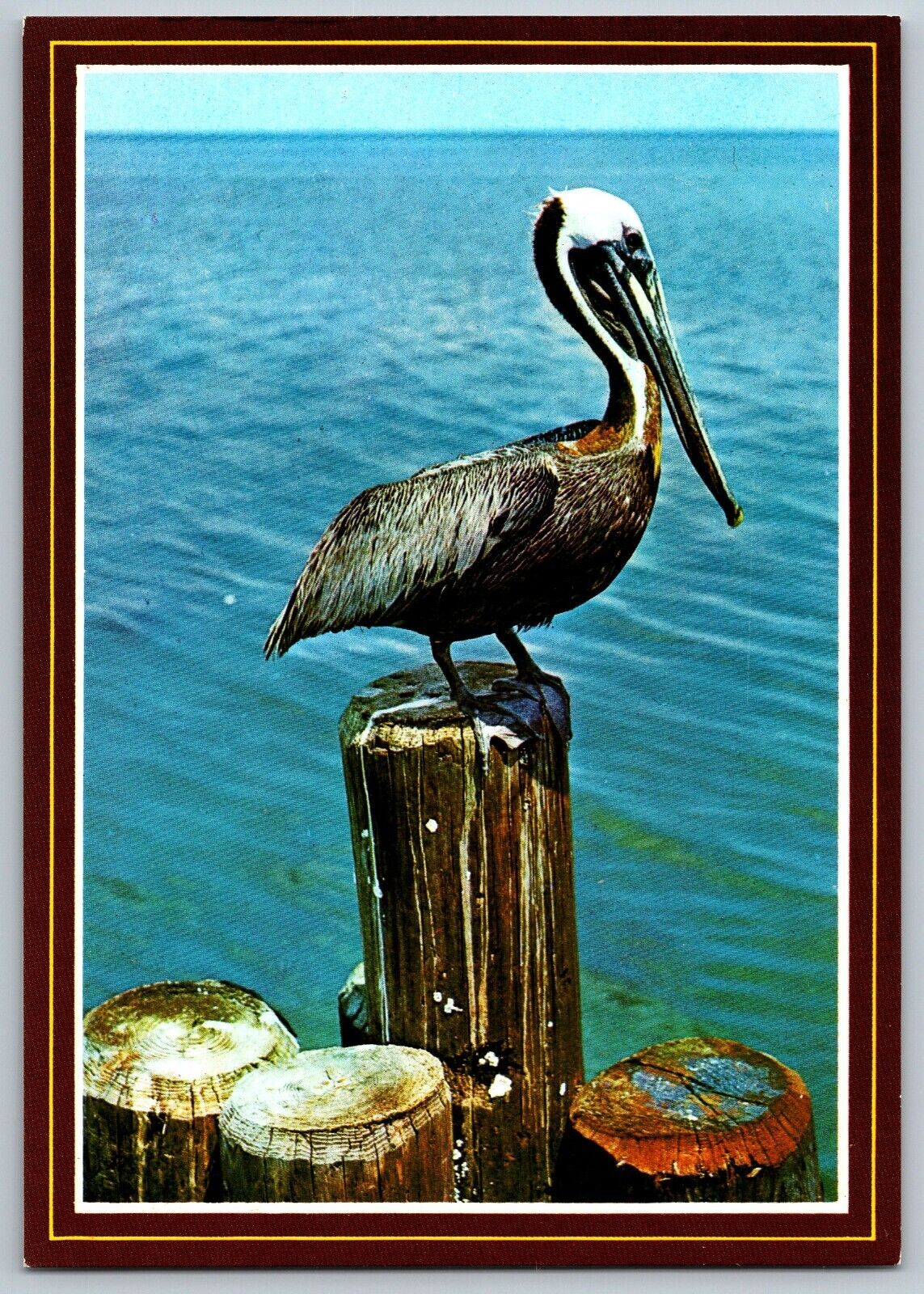The Picturesque Pelican - Vintage Postcard 4x6 - Unposted