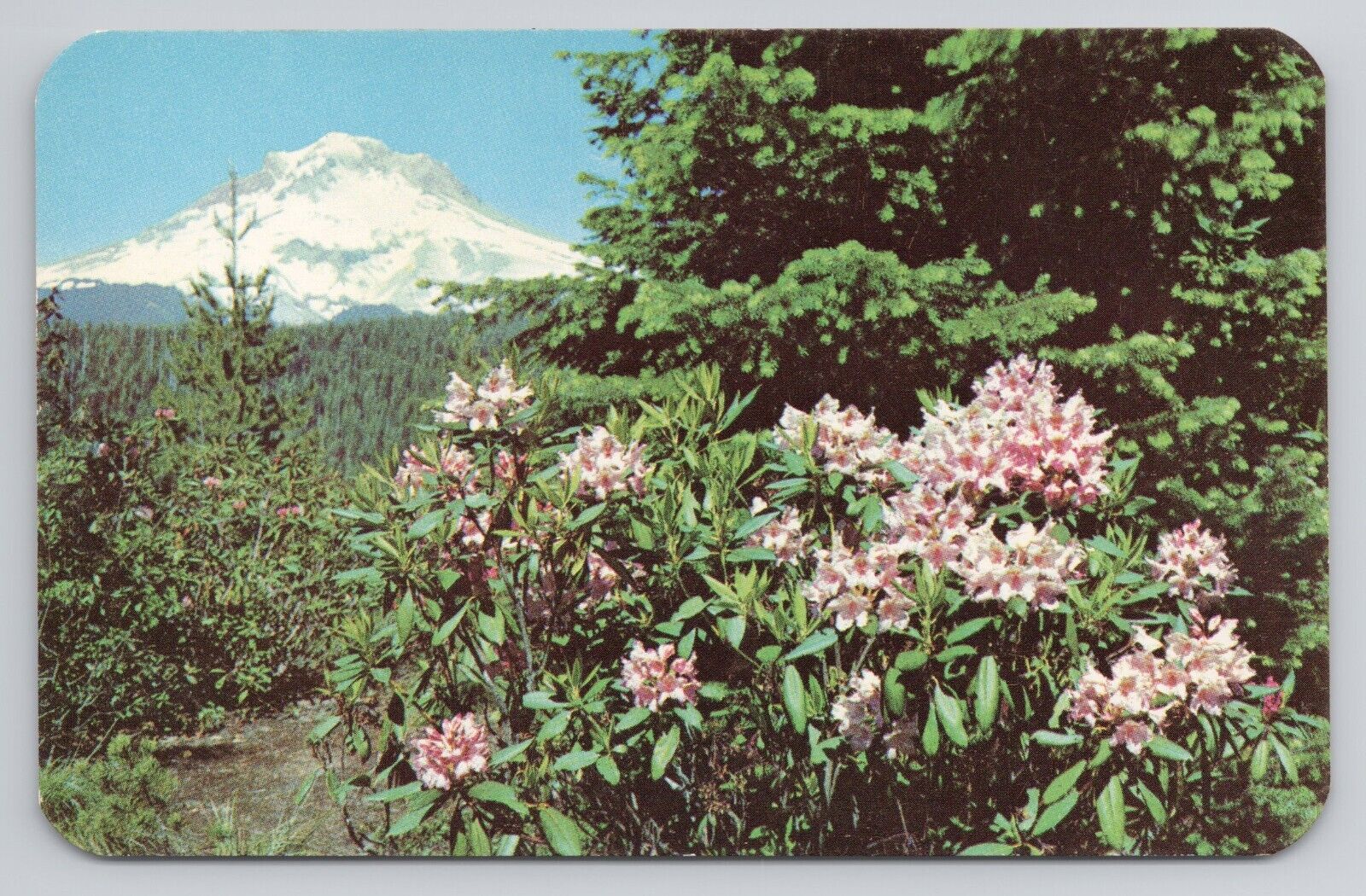Native Rhododendrons, Oregon Postcard 3557