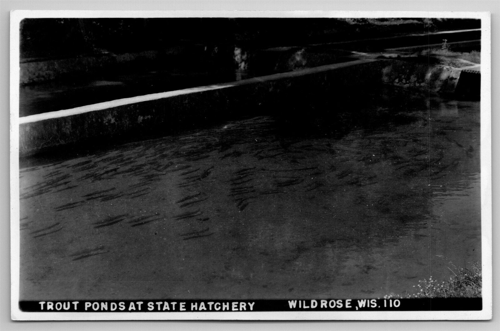 Trout Ponds At State Fish Hatchery Salmon Sturgeon Wildrose WI C1950 RPPC G8