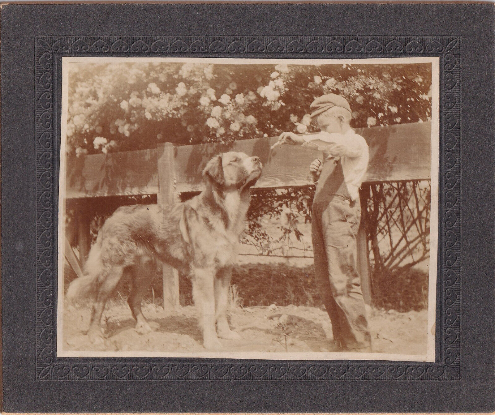 YOUNG BOY FEEDING LARGE DOG Old Vintage Cabinet Card Photo Outdoor