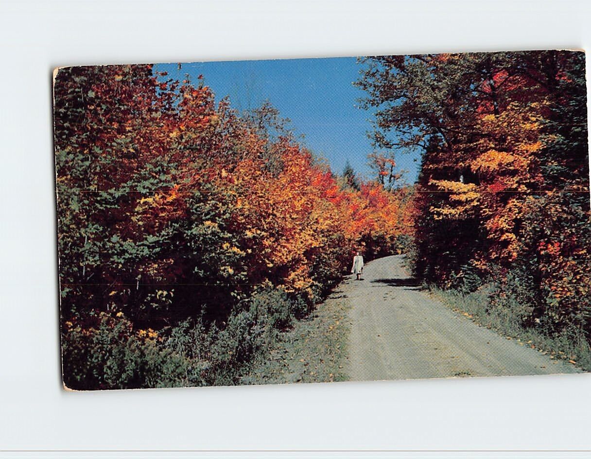 Postcard Forest & Road/Pathway Nature Scene