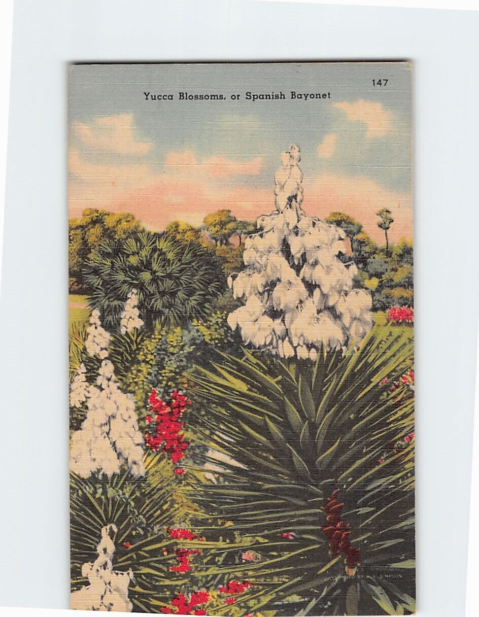 Postcard Yucca Blossoms Florida USA