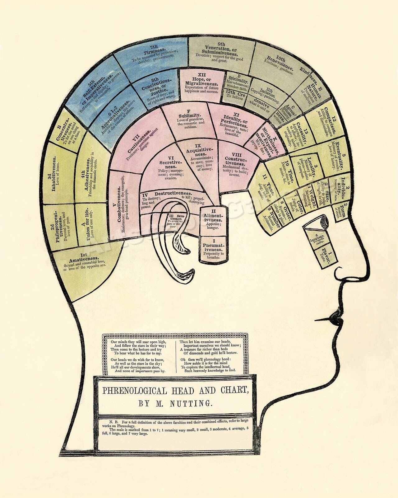 1857 Phrenological Head Chart - Unusual Medical Poster - 24x30