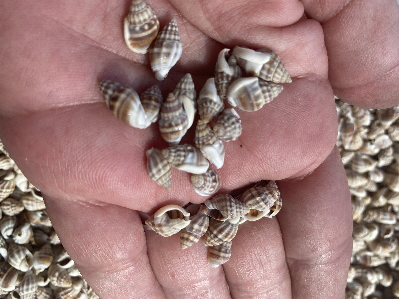 Nassa Persica Seashells - 500  Tiny Sea Shells 0.5”-0.75” Nassarius, craft shell