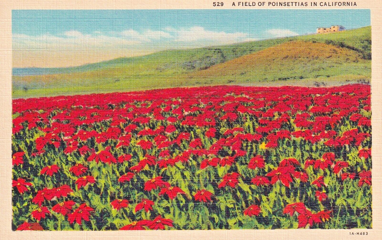 Postcard CA Los Angeles Field of Poinsettias  I13