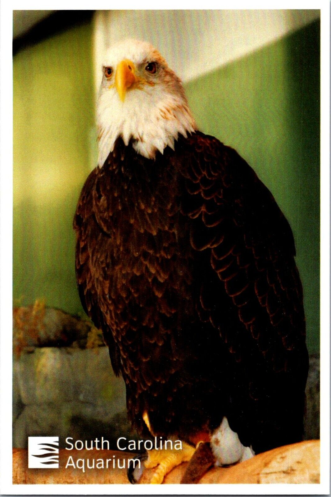 Bald Eagle South Carolina Aquarium Charleston Lantern Press postcard