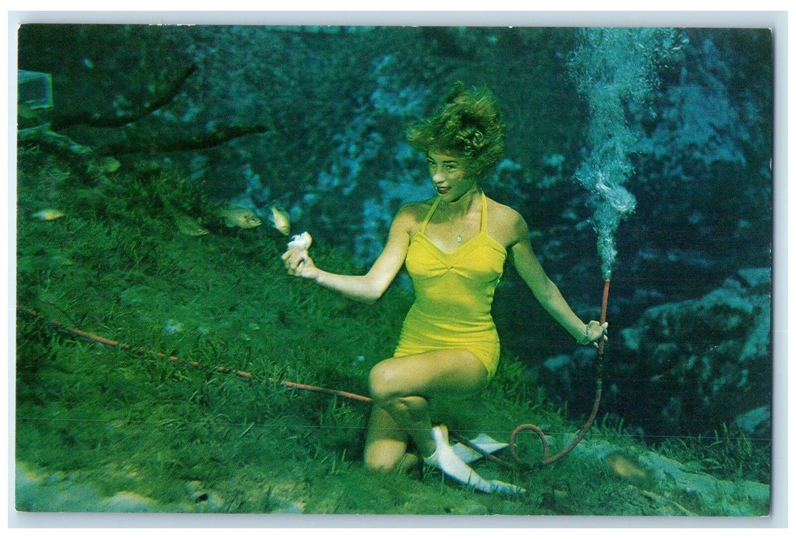 c1960's Feeding The Fish Underwater At Weeki Wachee Springs Florida FL Postcard