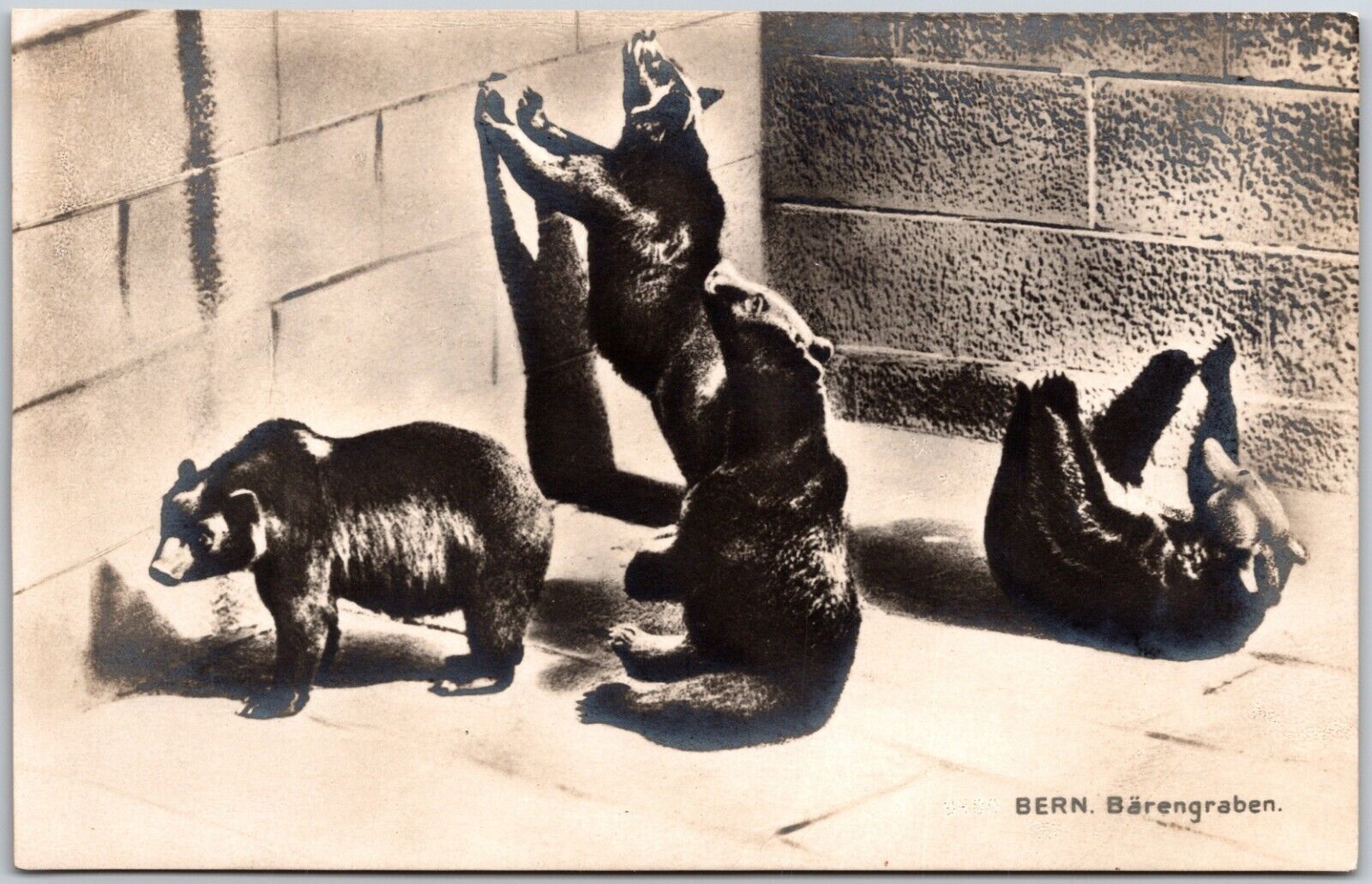 Bern Zoo, The Four Black Bear Pit Switzerland Old Vintage Postcard