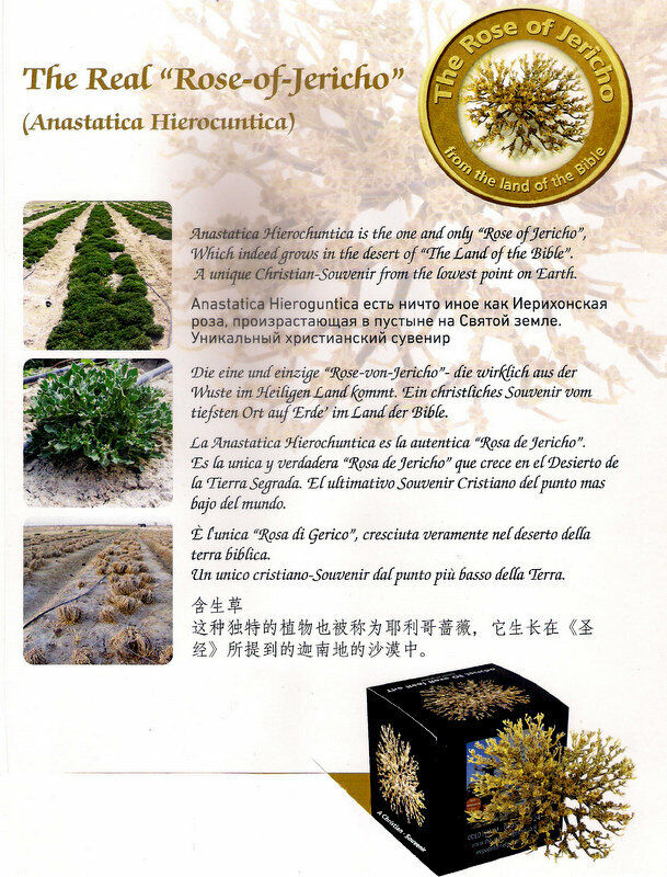 SMALL Real Rose of Jericho Mary’s Rose,Judea desert exclusive original plant
