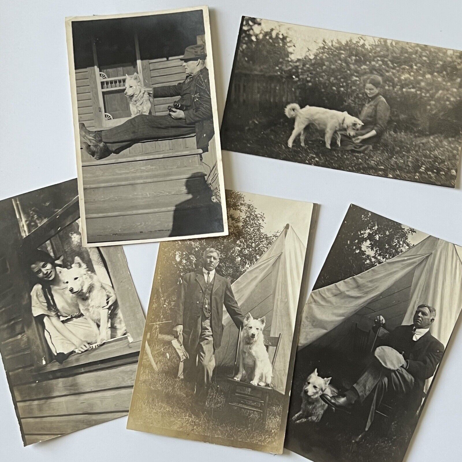 Antique Snapshot Photograph Adorable White Dog Beloved By Many Man & Woman