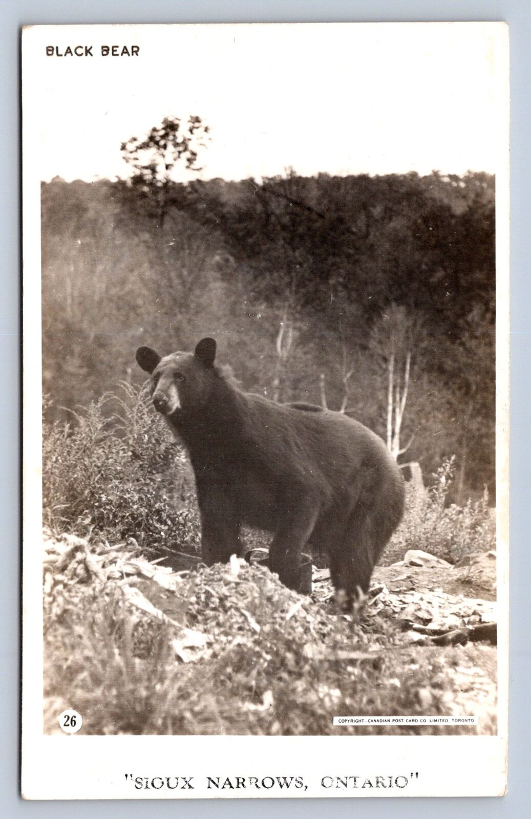 J88/ Sioux Narrows Ontario Canada RPPC Postcard c1940s Bear 490