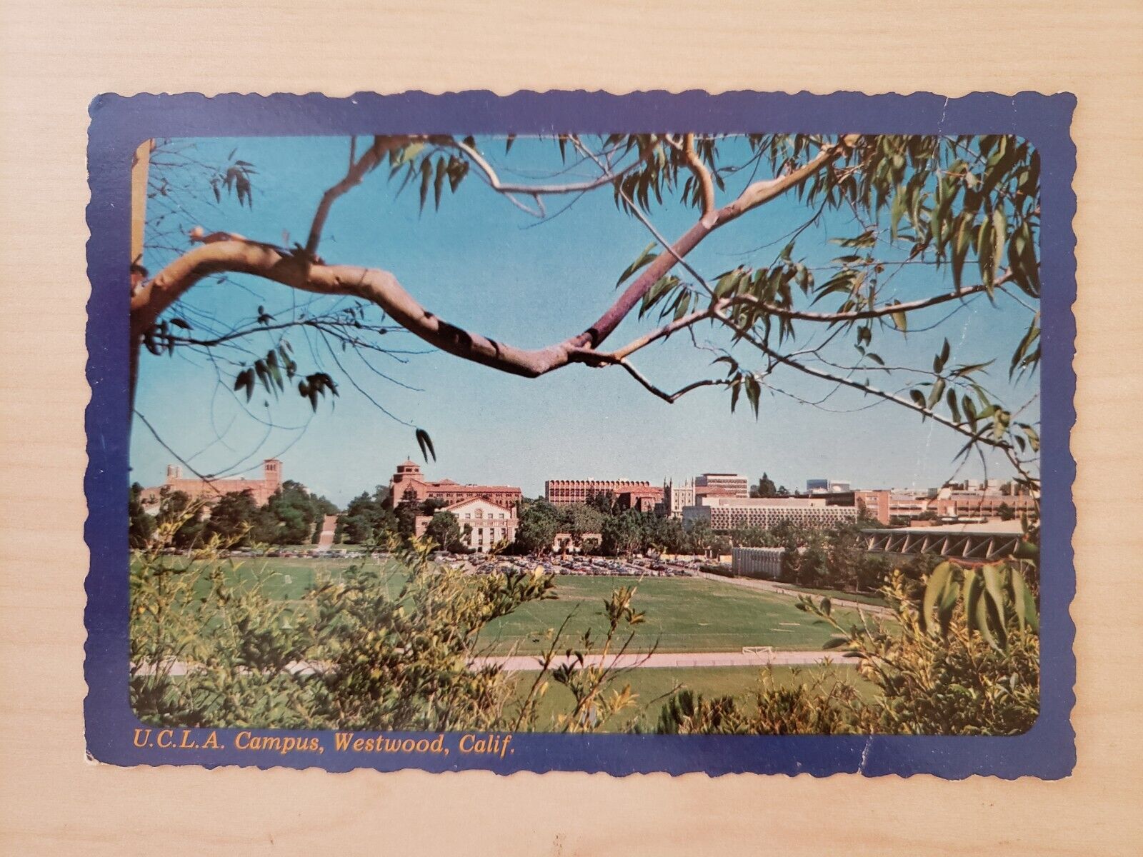 Vintage Postcard Campus of UCLA, Home of the Bruins, Los Angeles, California